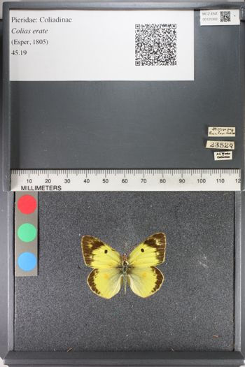 Media type: image;   Entomology 125302